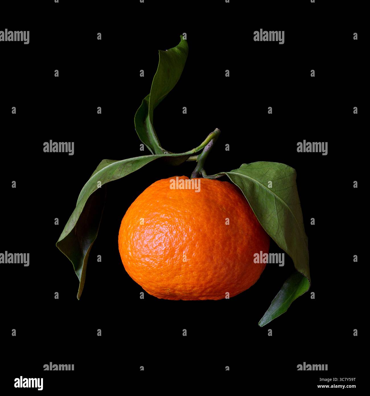 Clementine (Citrus x clementina). Clementine is a tangor, a citrus fruit hybrid between mandarin orange and sweet orange. Isolated, black background Stock Photo