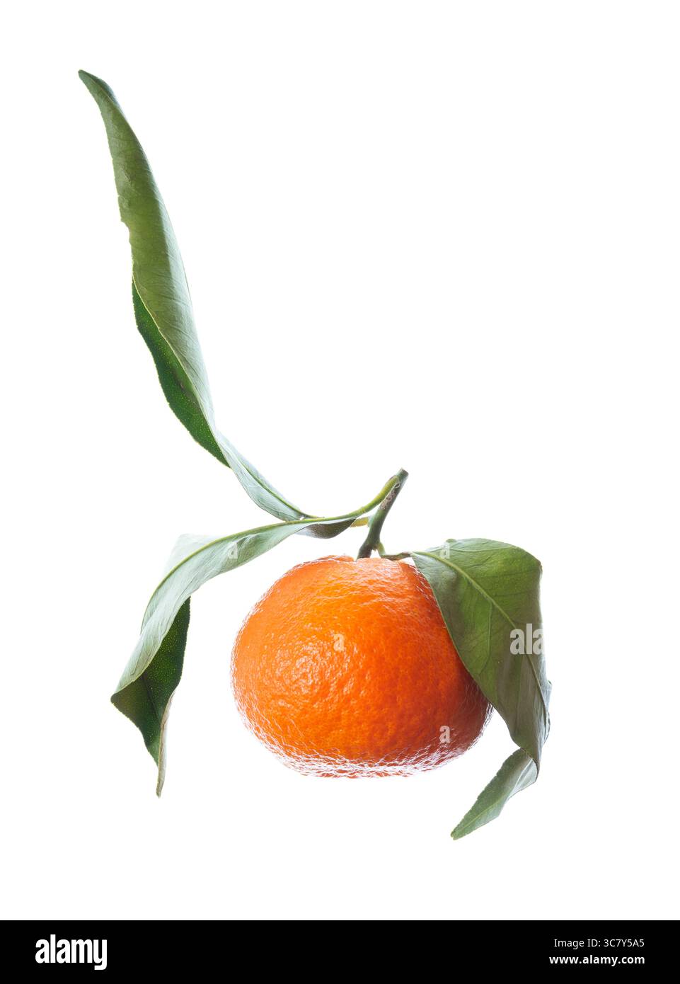 Clementine様確認用 Clementine様確認用