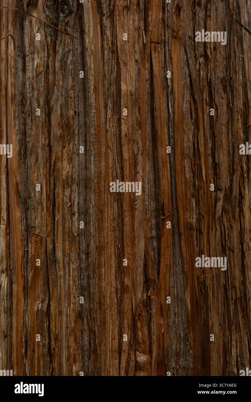 Close up of old tree trunk with brown bark texture pattern Stock Photo