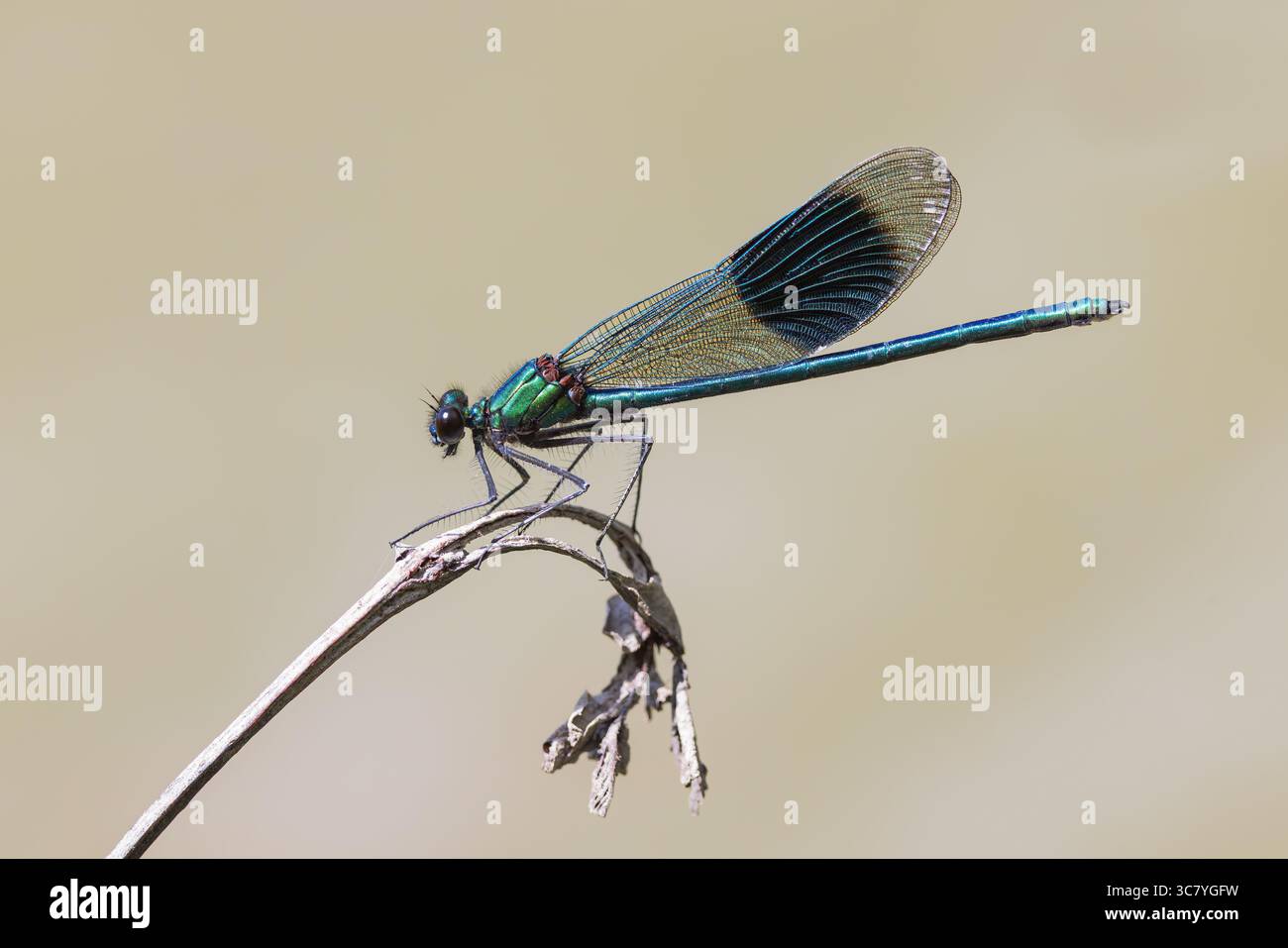 Emerald damselfly [ Lestes sponsa ] Male resting on dead plant stem ...