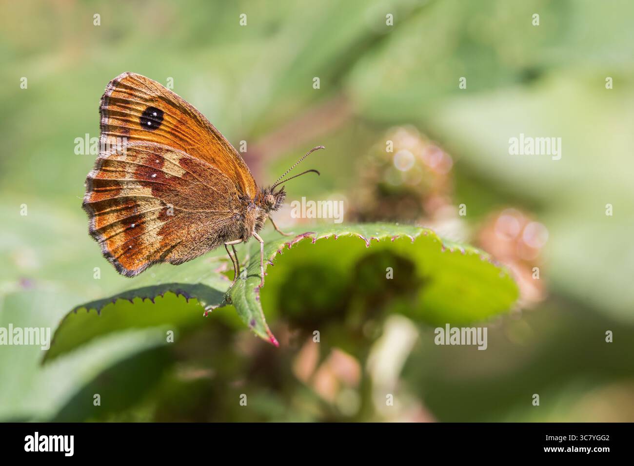 Gatekeeper Butterfly [ Pyronia tithonus ] on leaf Stock Photo
