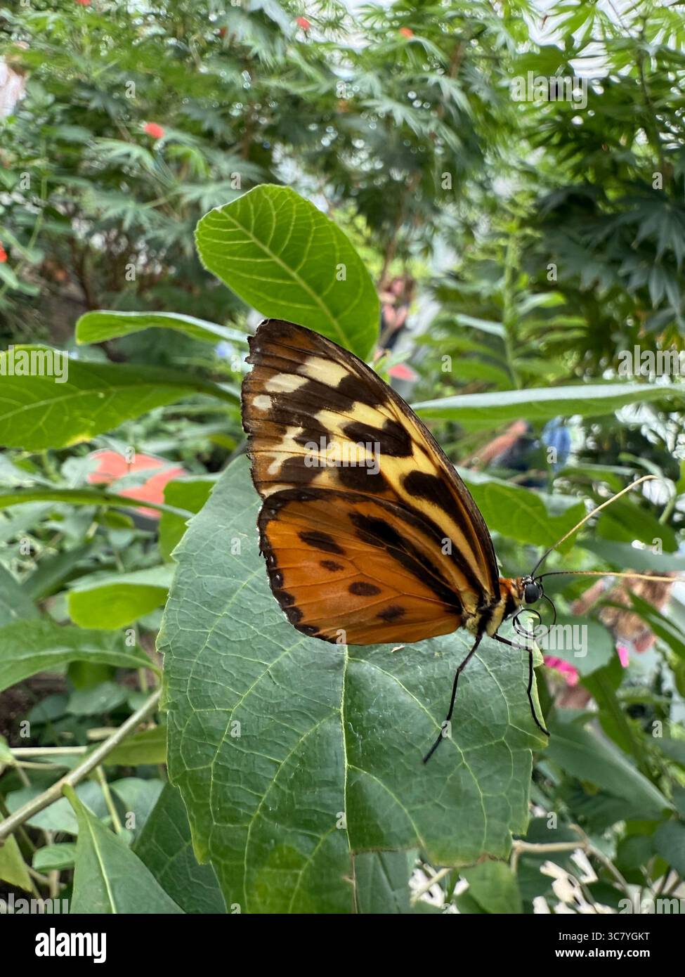 Heliconius numata, the Numata longwing, is a brush-footed butterfly ...