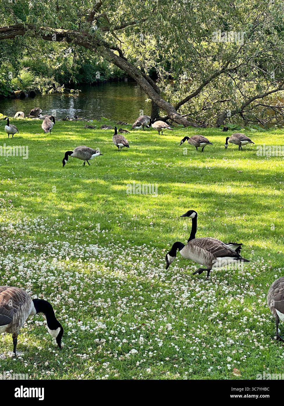 Canada geese near Pyhäjärvi, Finland - Smartphone Captured Stock Image