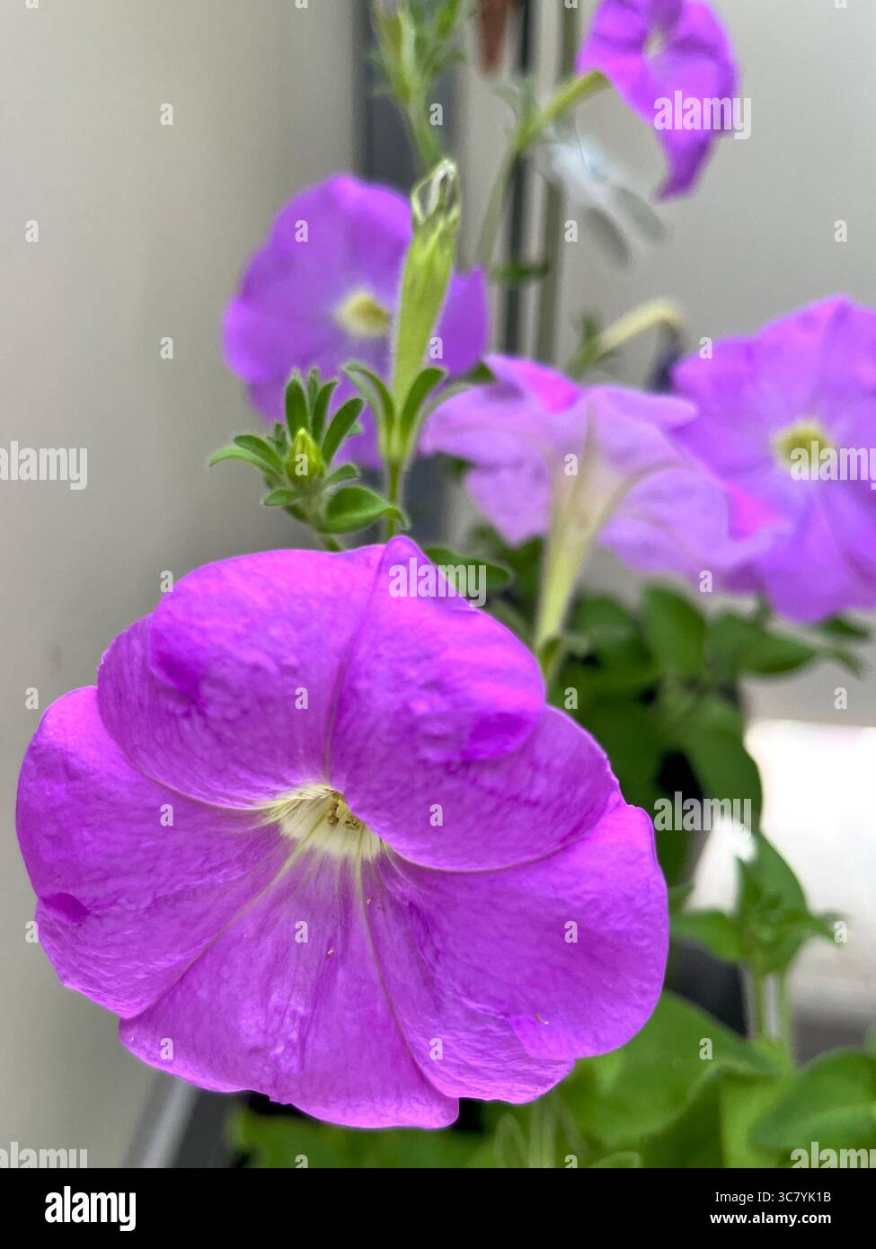 Garden Petunia axillaris potted as houseplant growing on apartment balcony in urban environment, Southeastern Europe, Balkans - Smartphone Captured Stock Image
