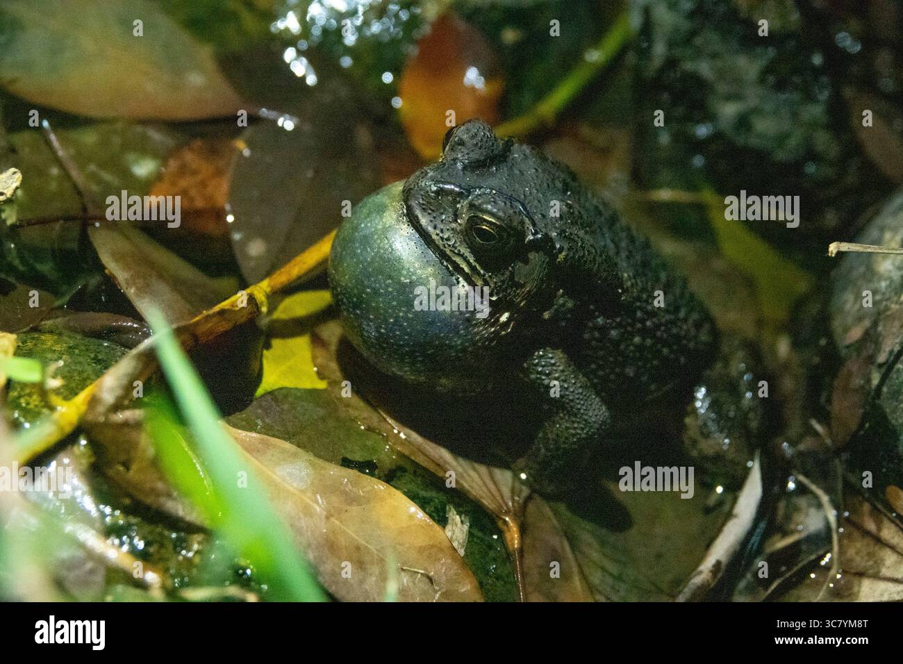 Asian common toad hi-res stock photography and images - Alamy