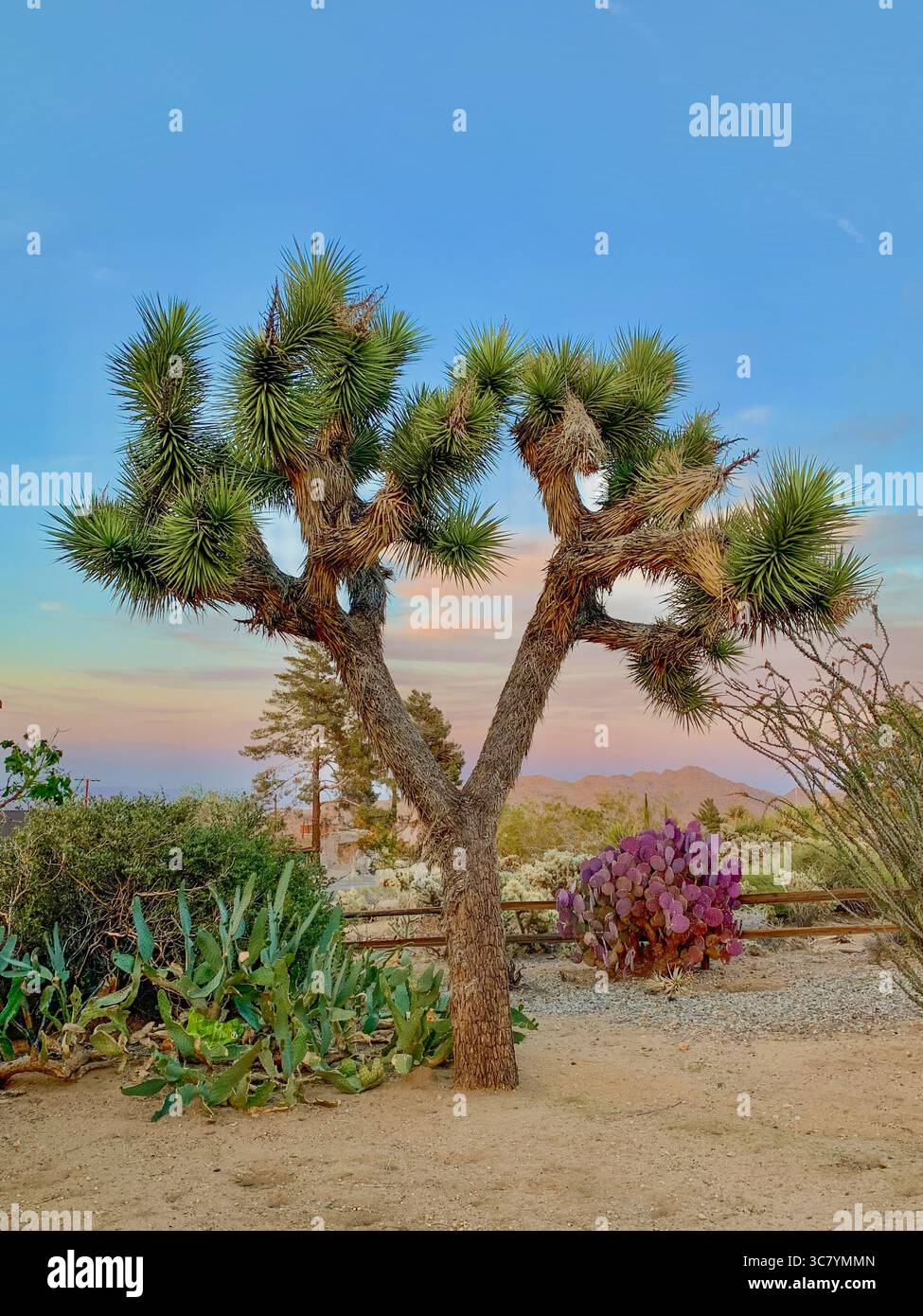 Joshua Tree surrounded by colorful cacti, and cotton candy sky - Smartphone Captured Stock Image