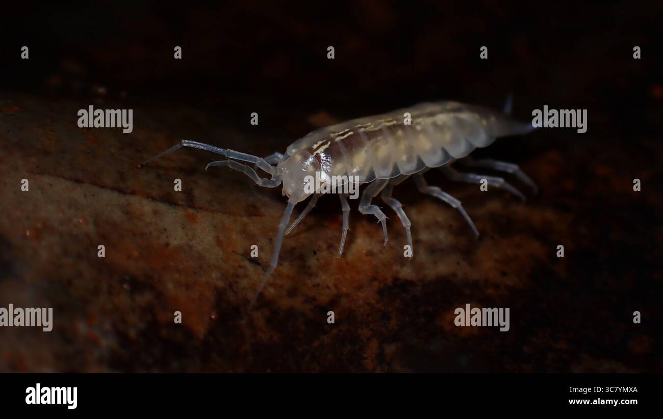 Cave dwelling isopods Stock Photo - Alamy