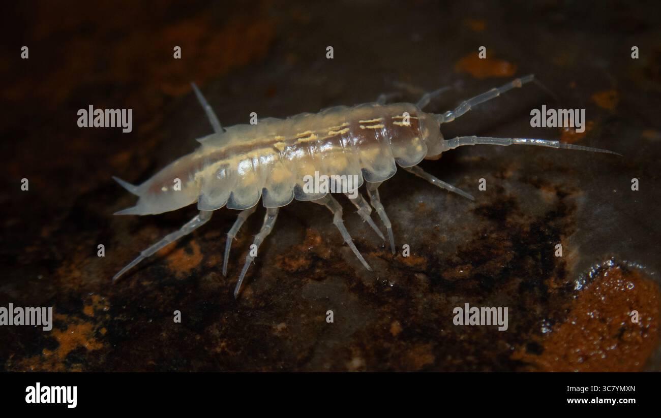 Cave isopods hi-res stock photography and images - Alamy