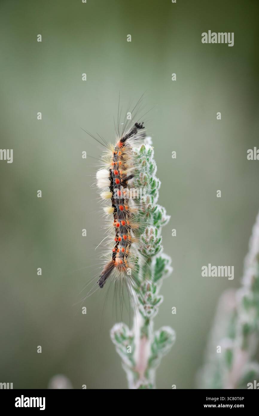Vapourer moth caterpillar on Scottish heather, UK Stock Photo