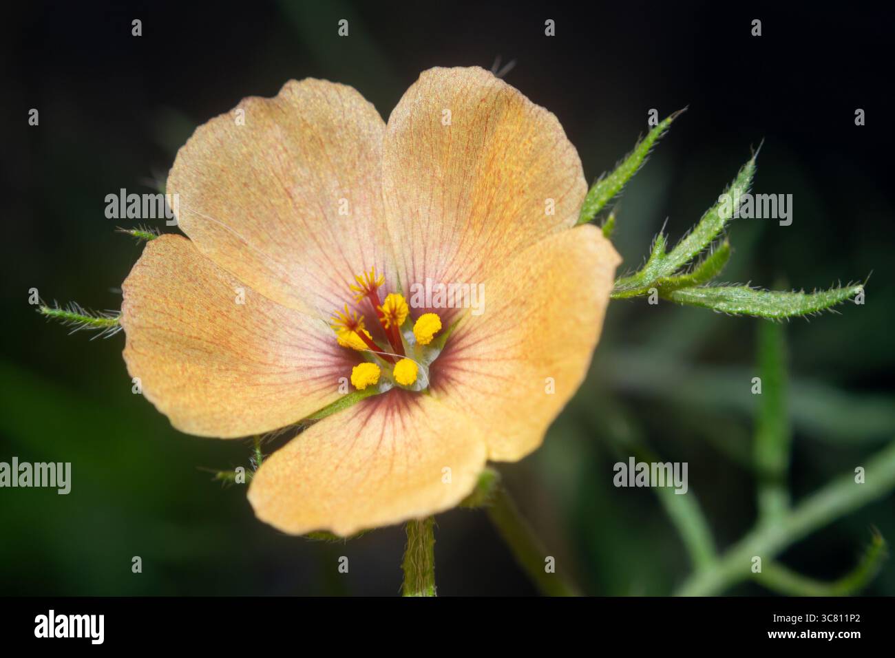 Amapolita (Turnera sidoides subsp. pinnatifida) Stock Photo