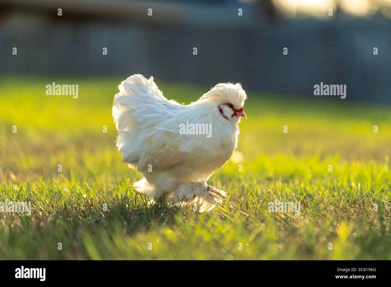 Silkiein free range hi res stock photography and images Alamy