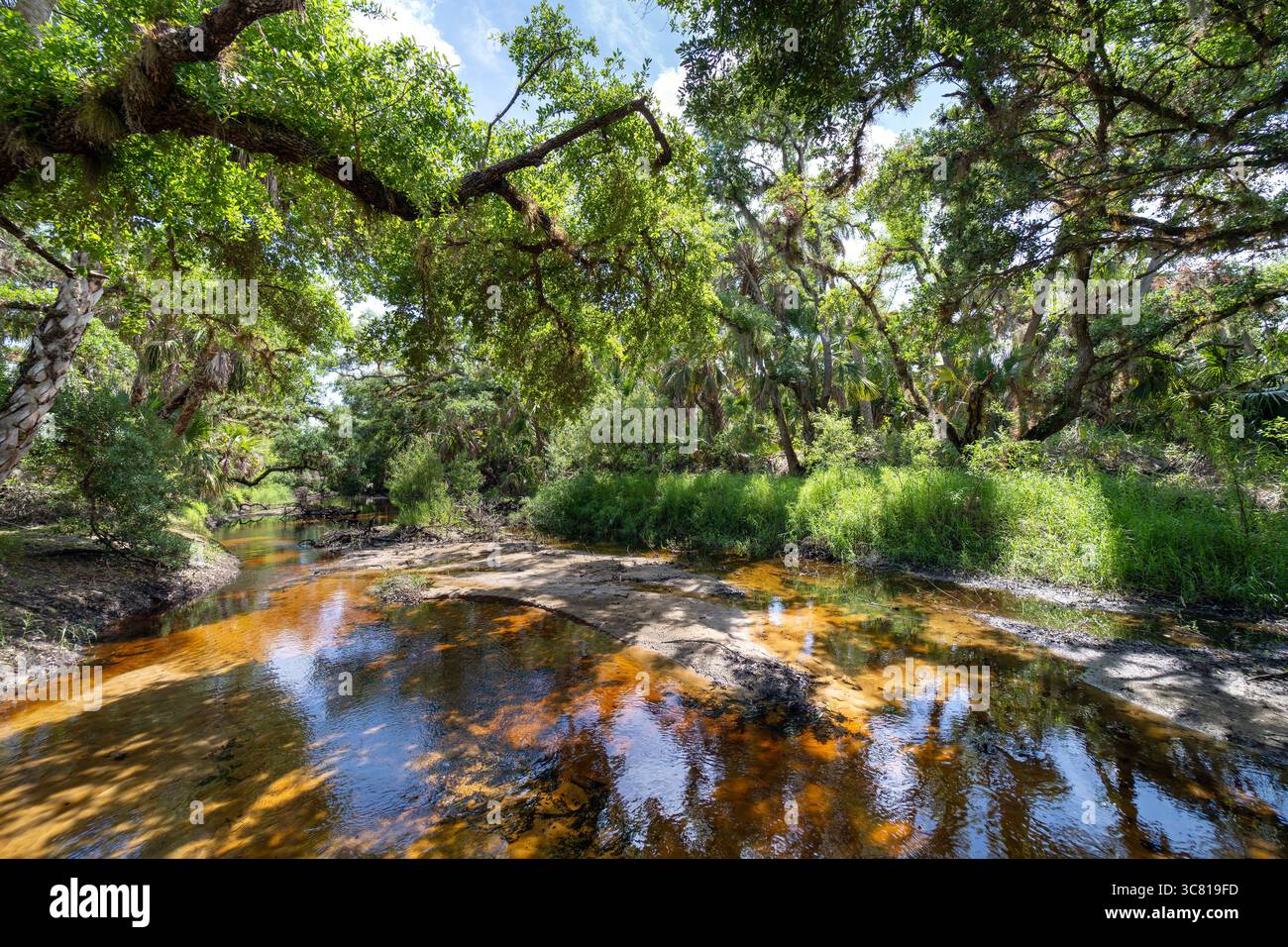 tropical-rainforest-ecosystem-florida-jungles-with-green-palm-trees