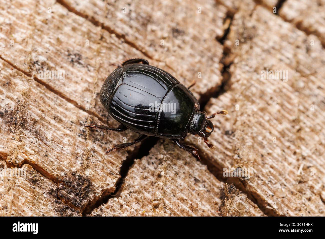 Hister beetle clown beetle hister hi-res stock photography and