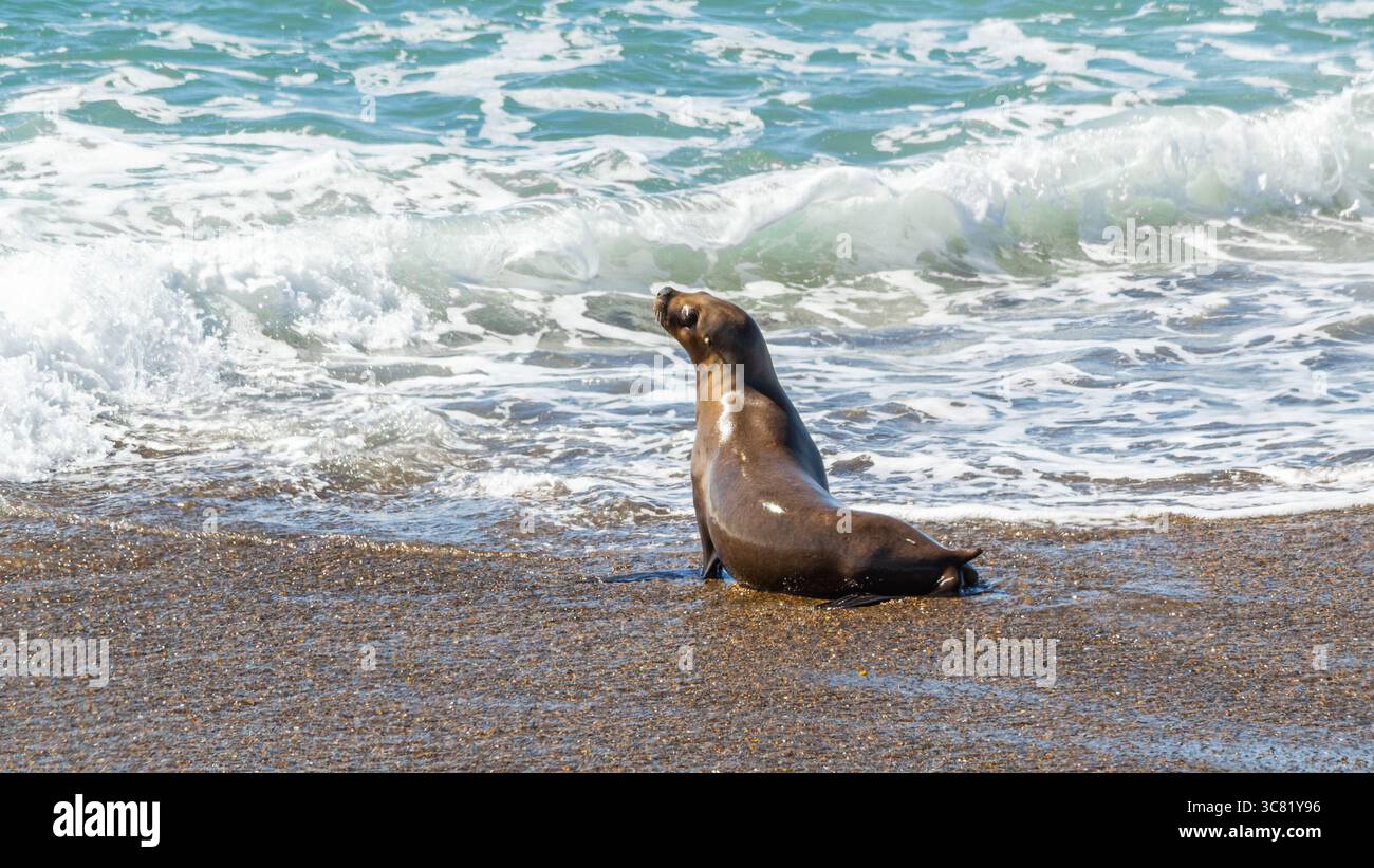 Female sea lion, Otaria flavescens, in Peninsula Valdes (Chubut, Argentina) Stock Photo