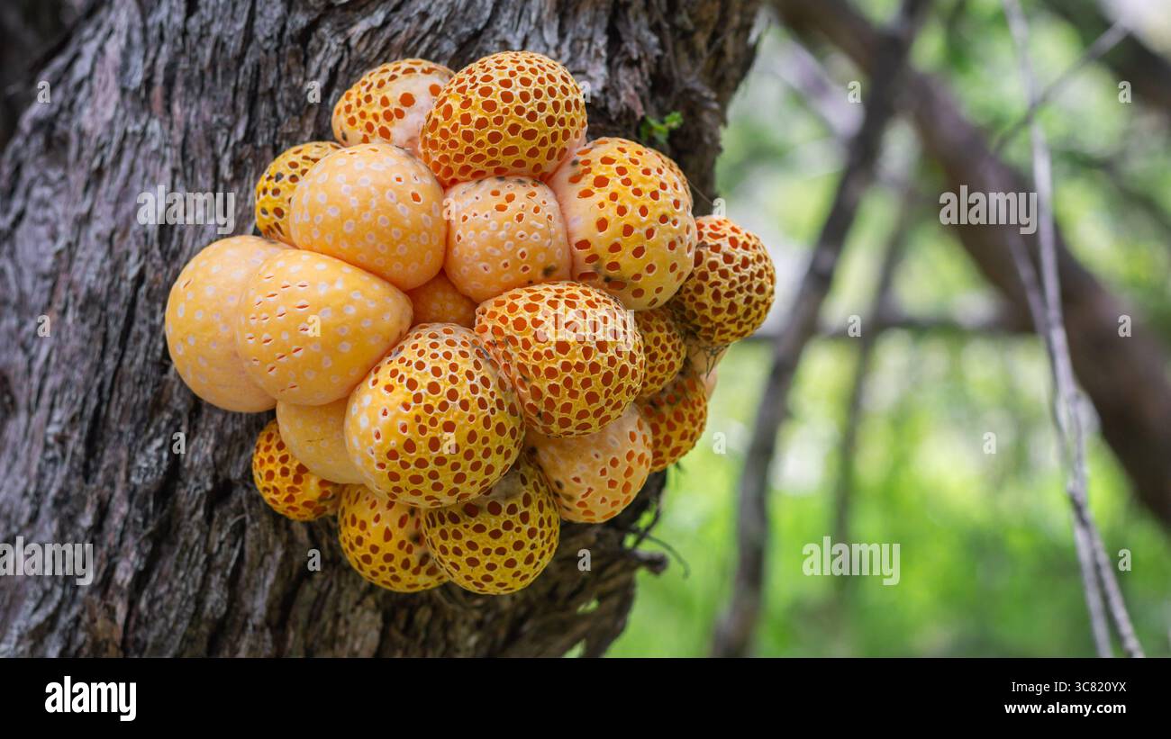 Llao llao (Cyttaria harioti) in Andean Patagonian Forest Stock Photo