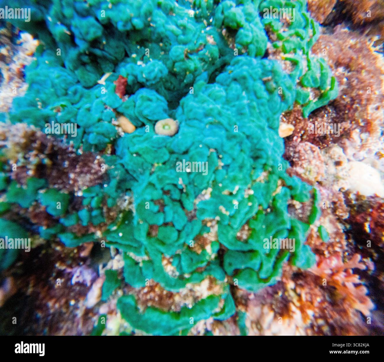 Picture of Green algae (Alga hijau, Chlorophyceae) on the coral reefs. Green algae ...