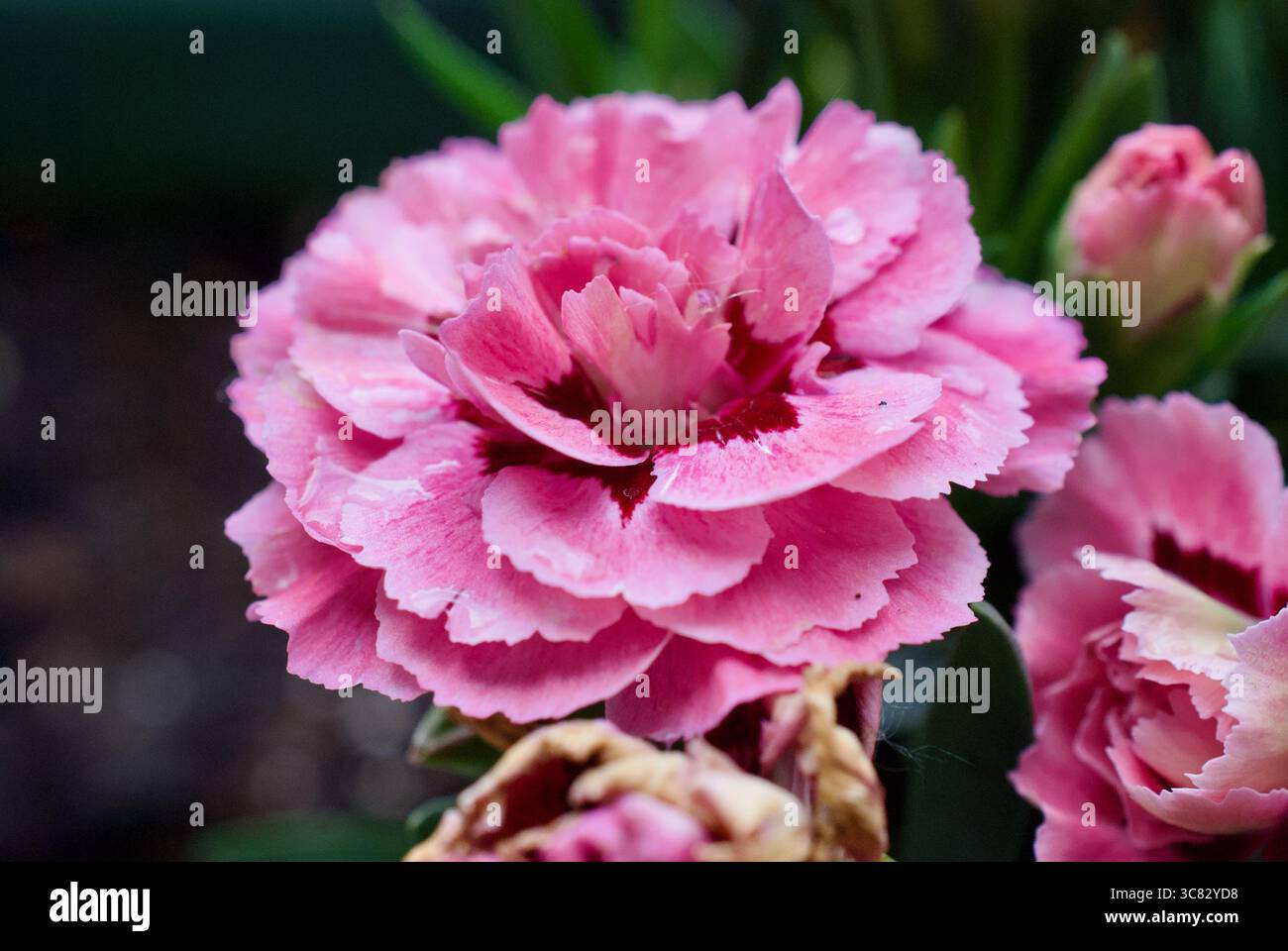 closeup pink carnations in a garden Stock Photo