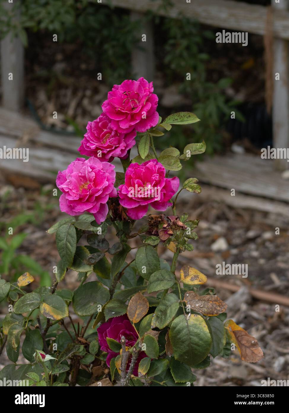 Pink flower cluster hi-res stock photography and images - Alamy