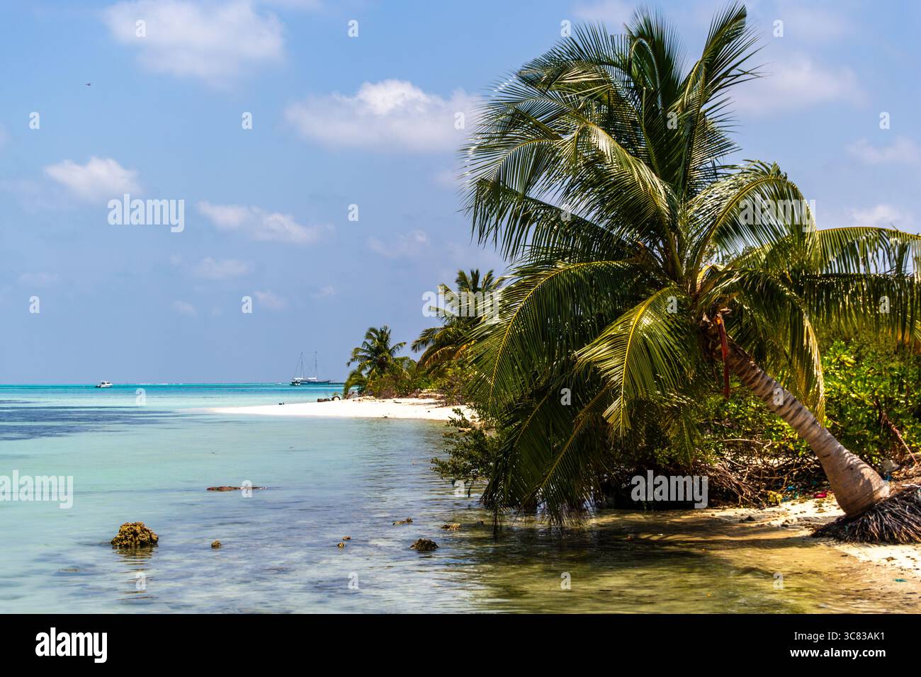 Palm trees frame tropical ocean view Stock Photo - Alamy