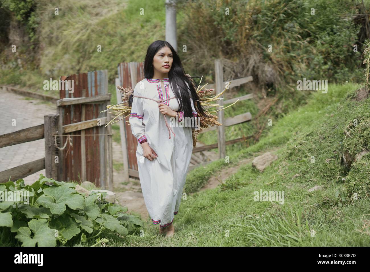 Indigenous woman walks through a farm gate, carrying a bundle of harvested quinoa on her back, showcasing the traditional farming practices of the and Stock Photo