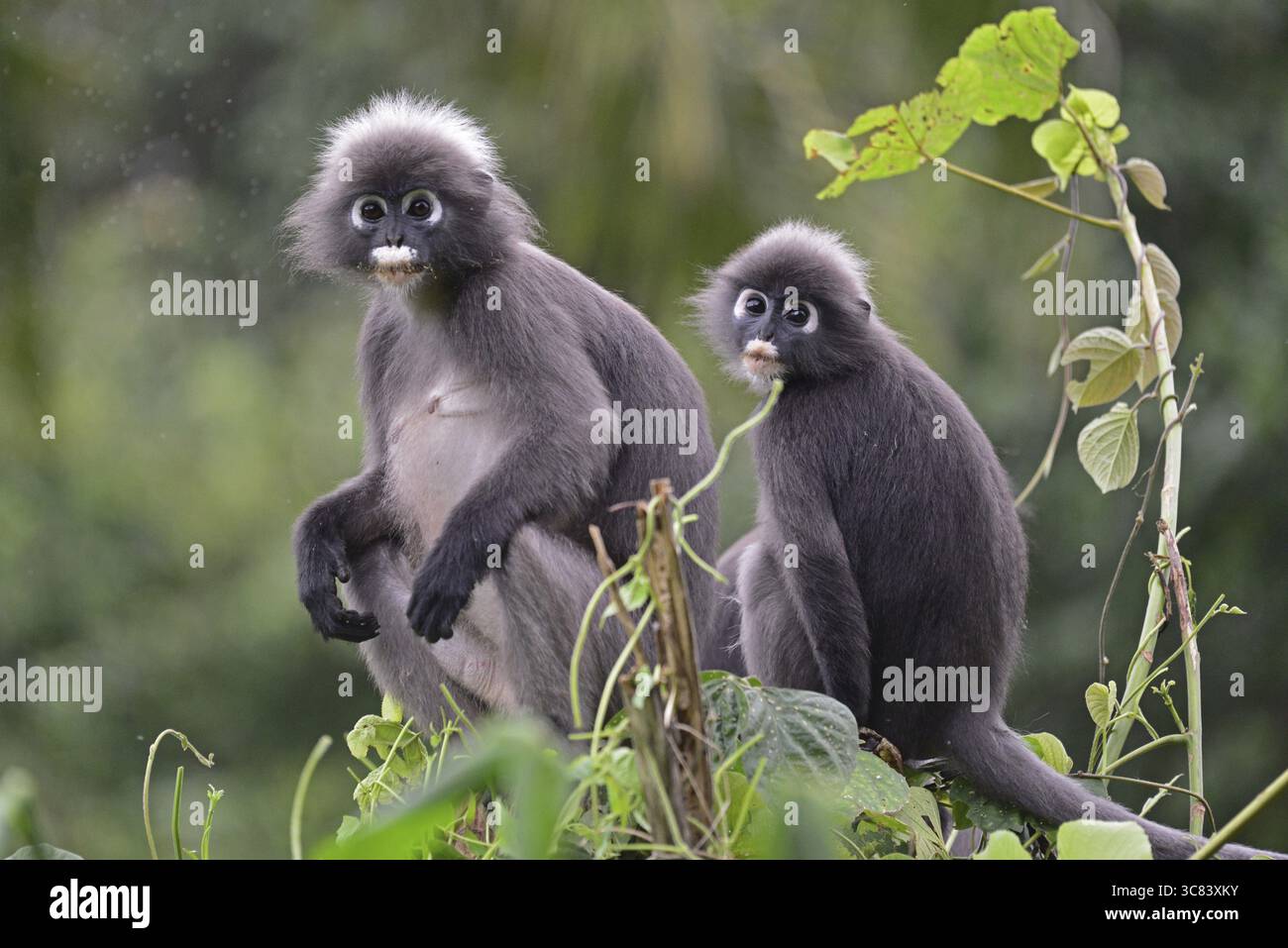 Feeding dusky leaf monkey hi-res stock photography and images - Alamy