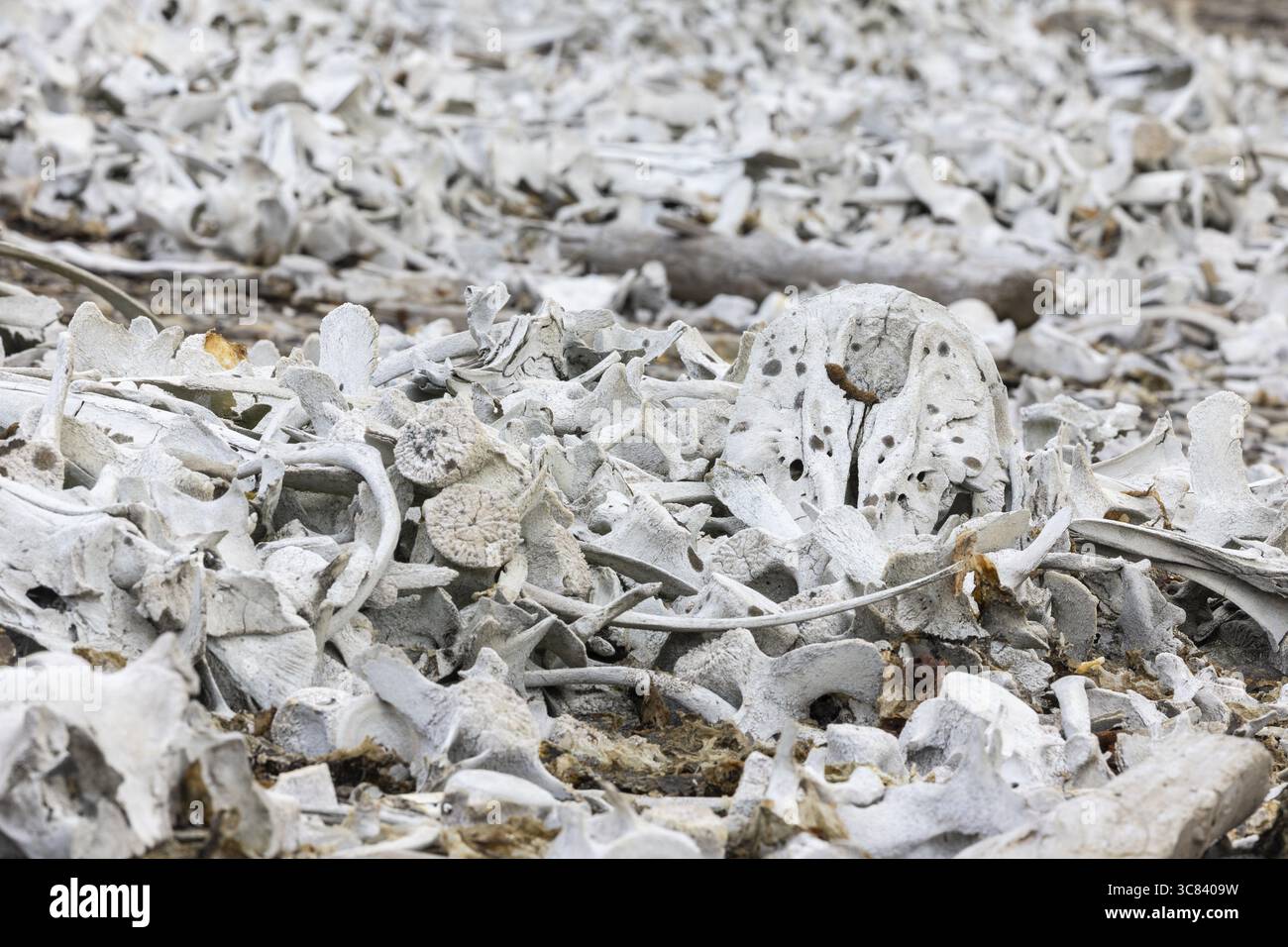 Bone of the white whale (Delphinapterus leucas), Bamsebu, Spitsbergen ...