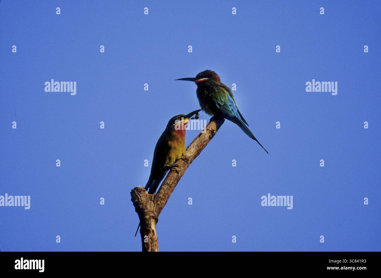 Blue-tailed Bee-eater (Merops philippinus Stock Photo - Alamy