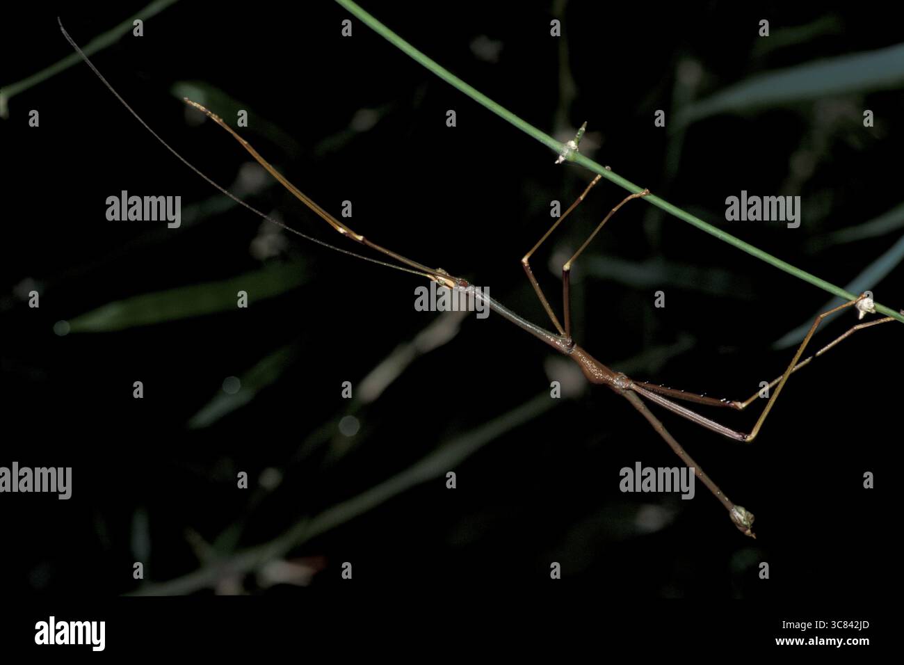 Central American stick insect (Phasmida Stock Photo - Alamy