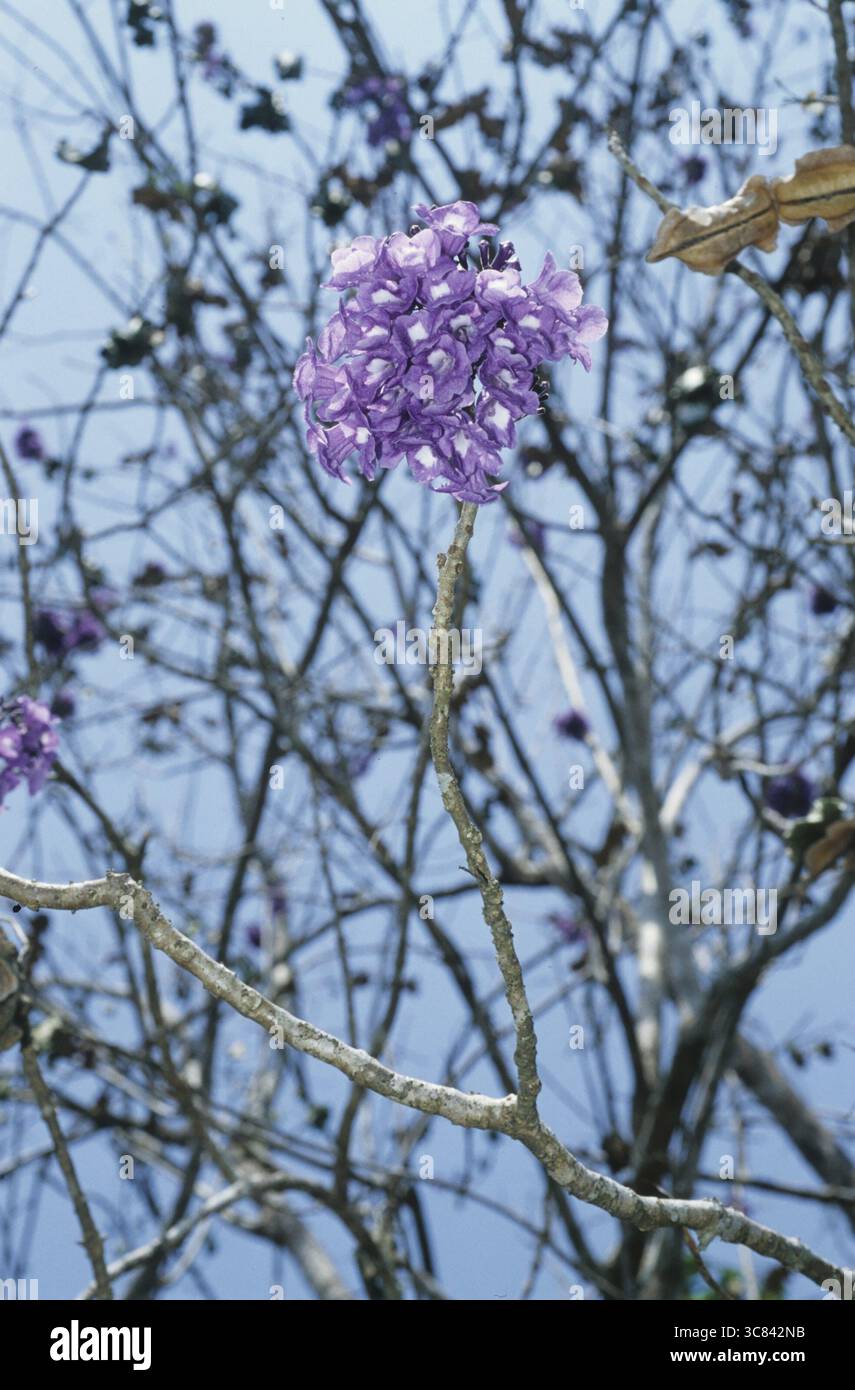 Rosewood tree (Jacaranda mimosifolia) Stock Photo