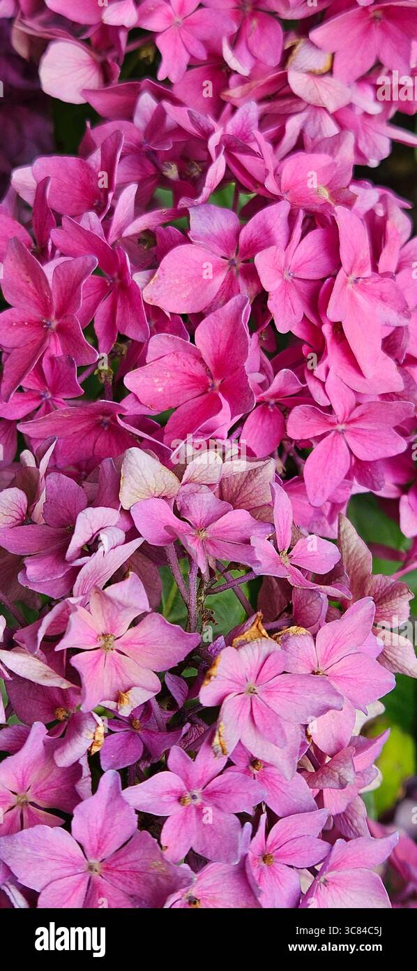 A vibrant close-up of blooming pink hydrangea flowers, with delicate petals densely clustered to create a lush, textural effect. - Smartphone Captured Stock Image