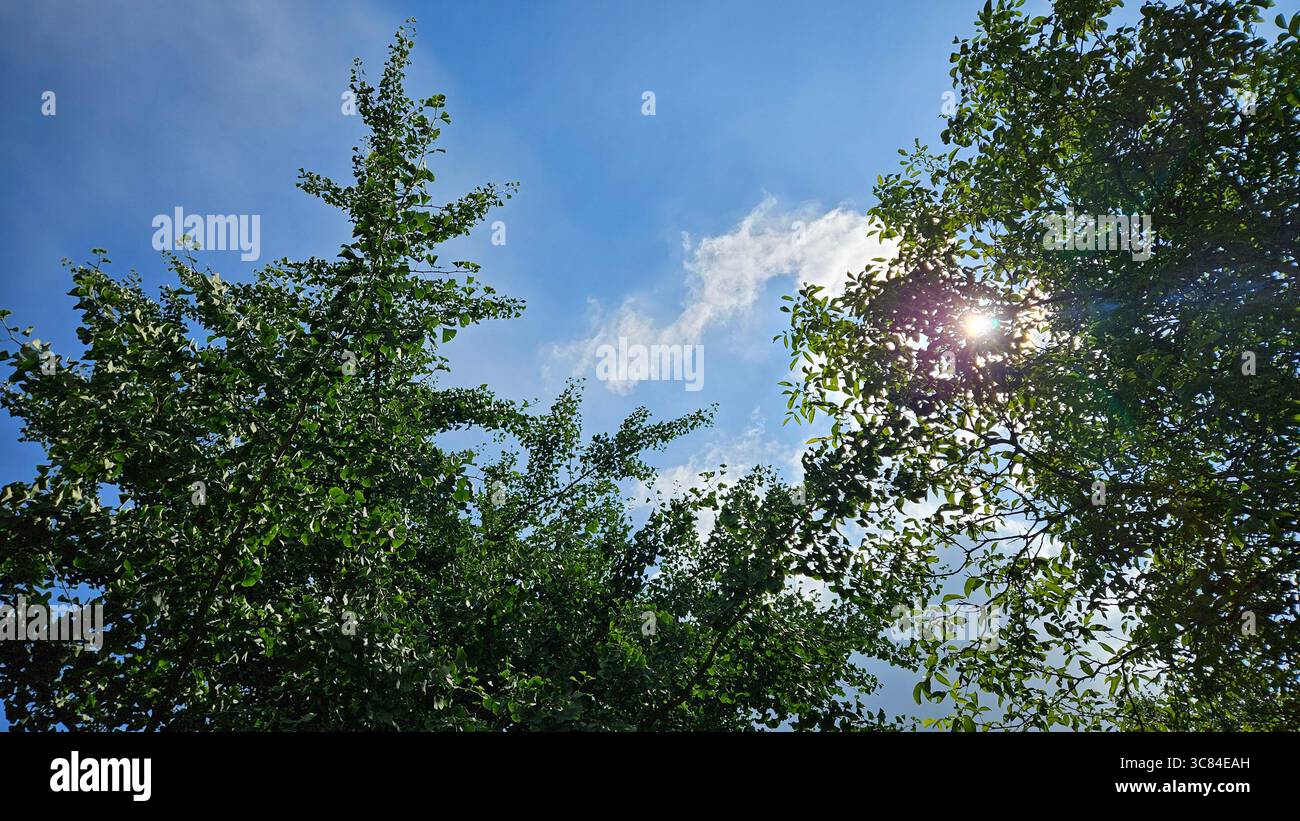A striking upward view of two leafy tree crowns silhouetted against a vibrant blue sky. - Smartphone Captured Stock Image