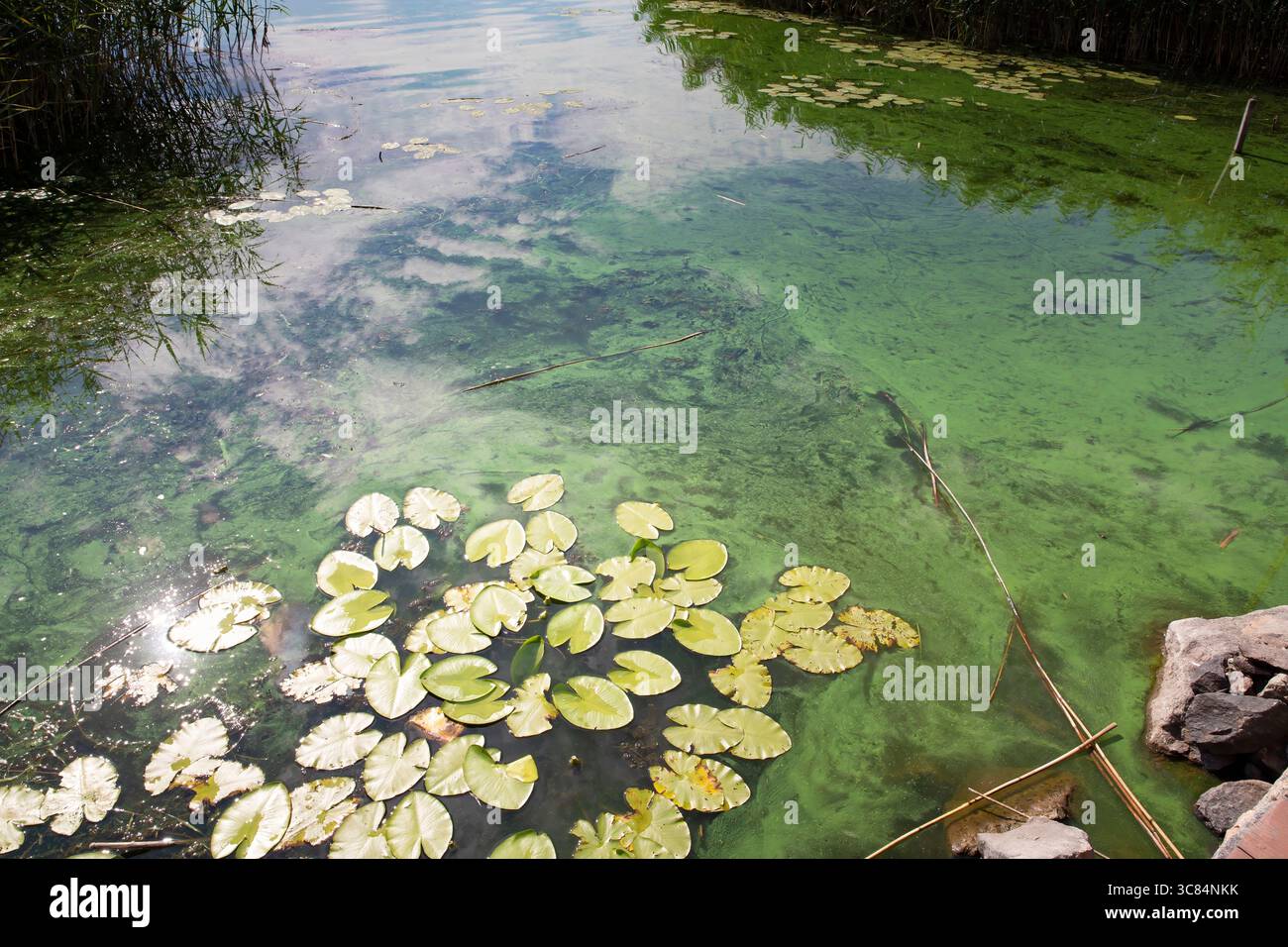 Stagnant Example Stagnant pond covered with green algae bloom, water lilies, and aquatic ...