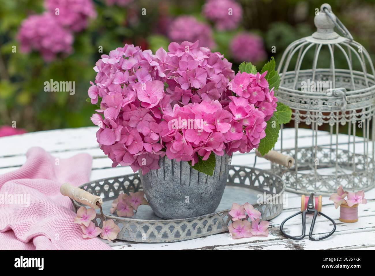 bouquet of pink hydrangea macrophylla blossoms in a plant pot in the garden Stock Photo