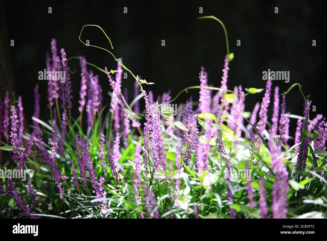 Summer scenery of Damyang Metasequire Forest Road in Jeollanam-do ...
