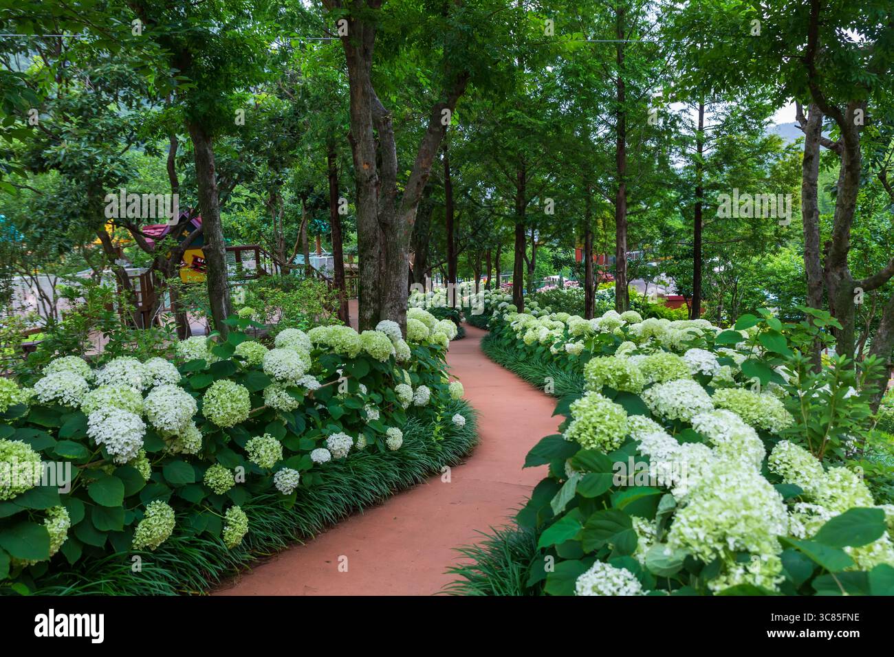 Beautiful summer flowers, hydrangeas blooming on the forest path Stock Photo