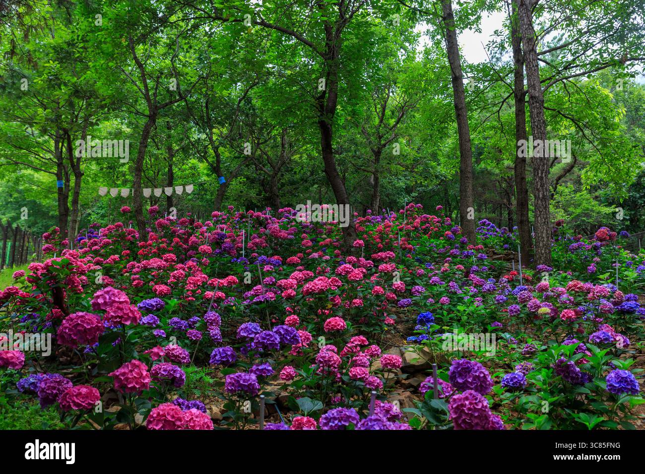 Beautiful summer flowers, hydrangeas blooming on the forest path Stock Photo