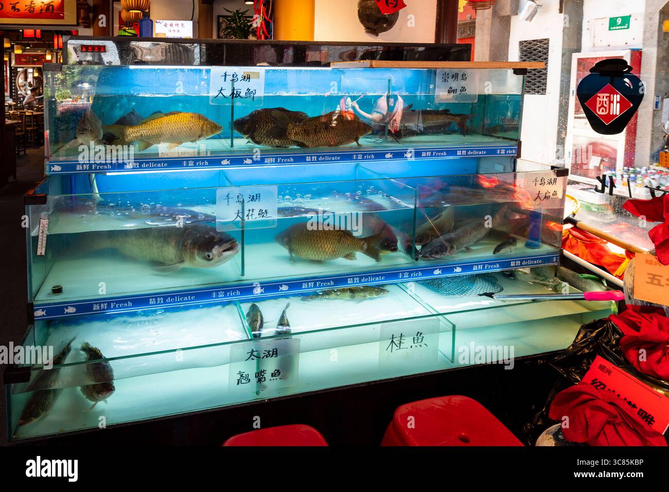 lebende Fische zur Auswahl in einem Restaurant, alte Wasserstadt Qibao, Shanghai, Volksrepublik China mcpins *** live fish to choose from in a restaur Stock Photo