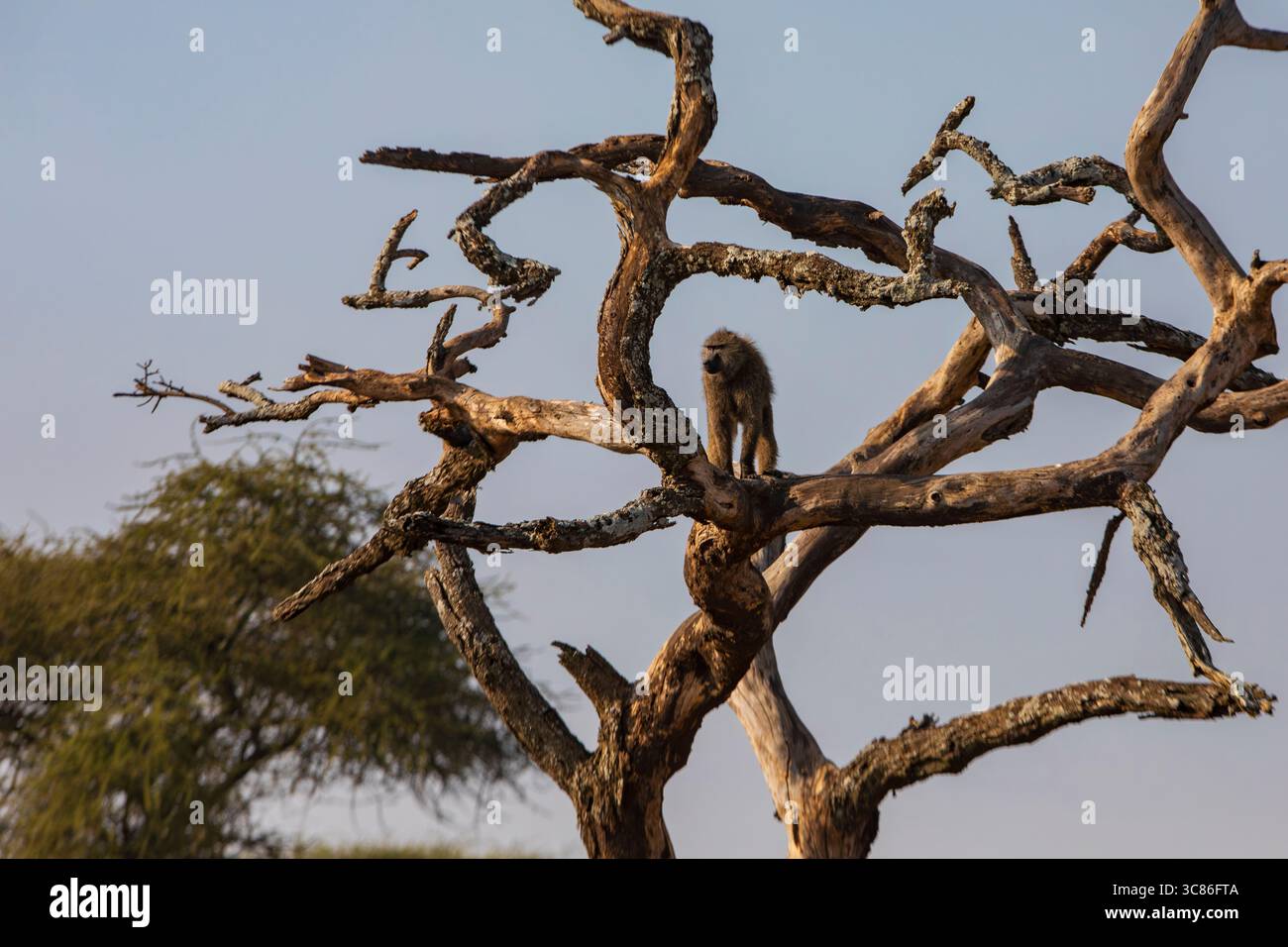 An olive baboon climbs a dead Acacia tree at Central Serengeti National Park, Africa. Stock Photo