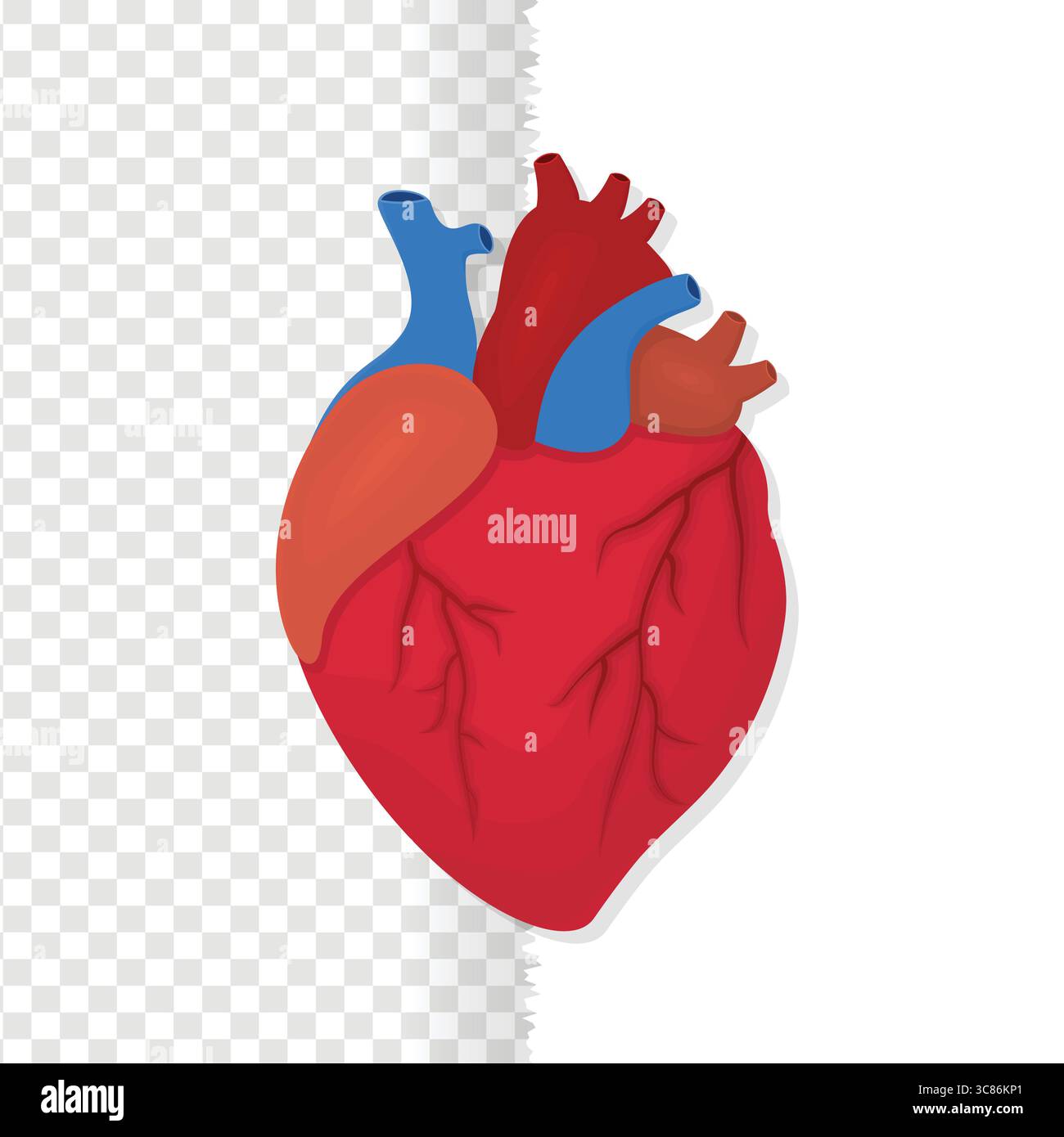 Heart symbol, human organ vector illustration Stock Vector