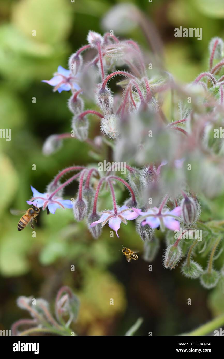Borage and bees Stock Photo