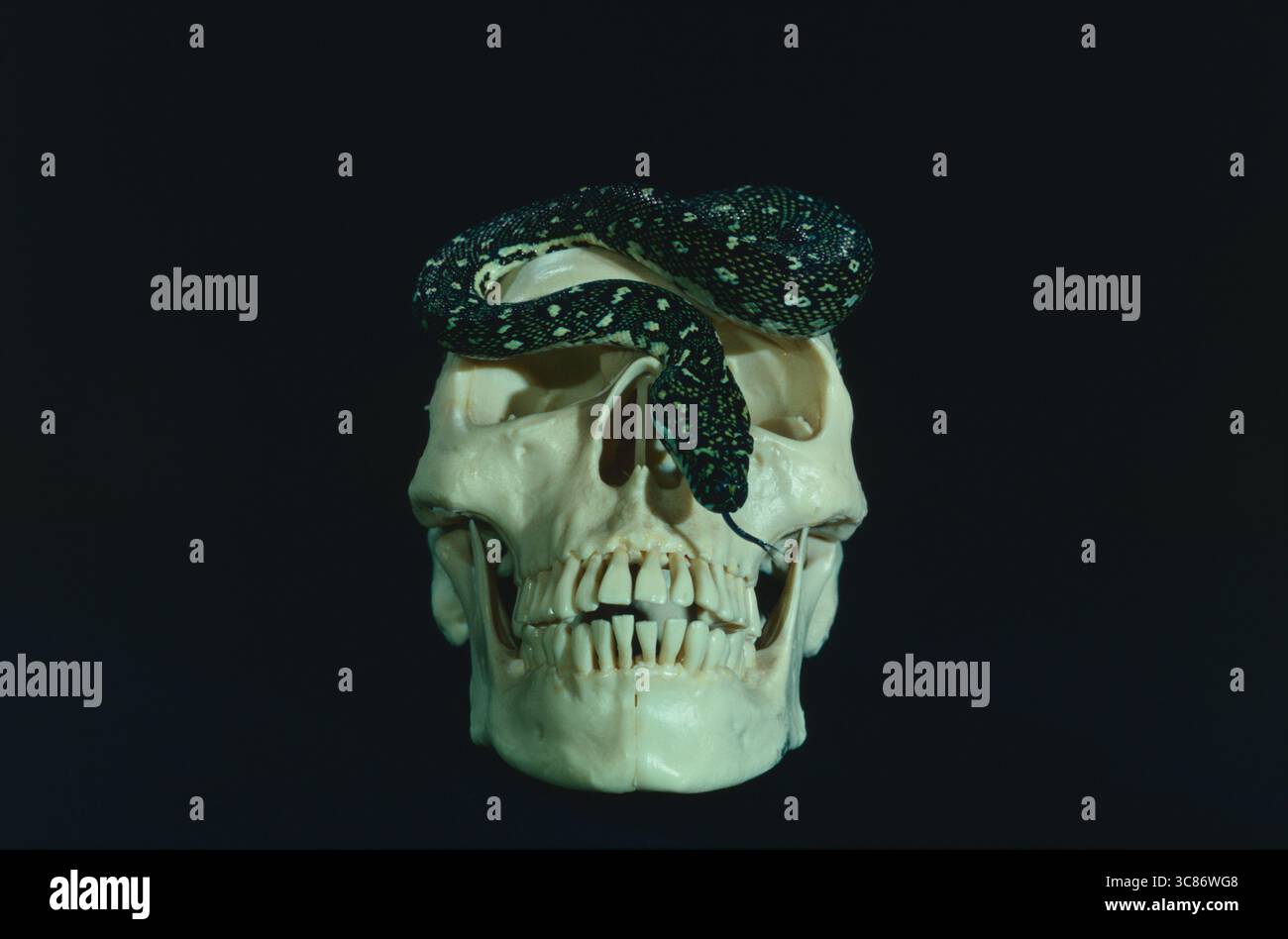 Concept. The Occult. Human skull with snake. Stock Photo