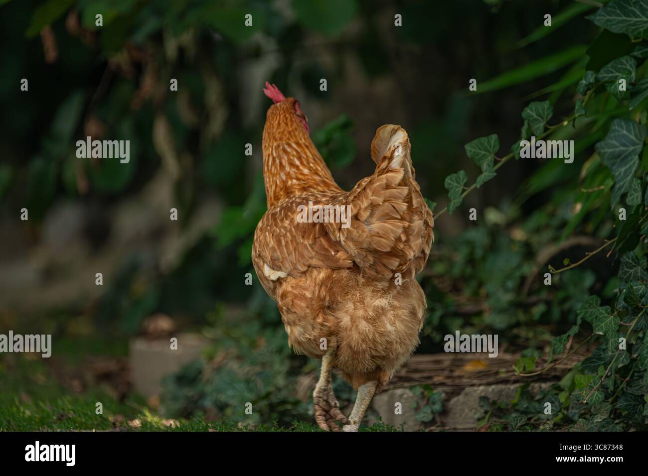 Hens in green grass in hot sunny summer fresh day Stock Photo