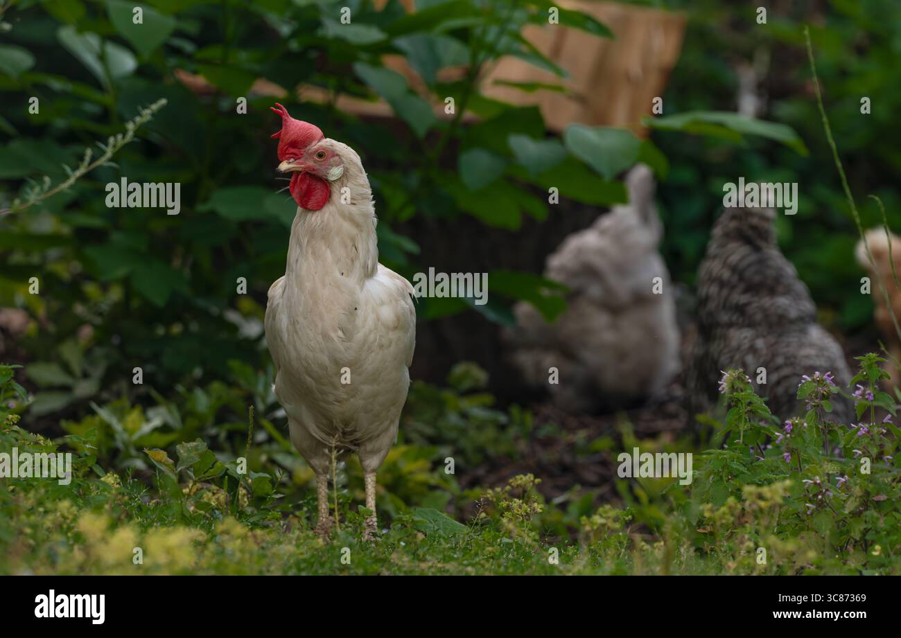 Hens in green grass in hot sunny summer fresh day Stock Photo