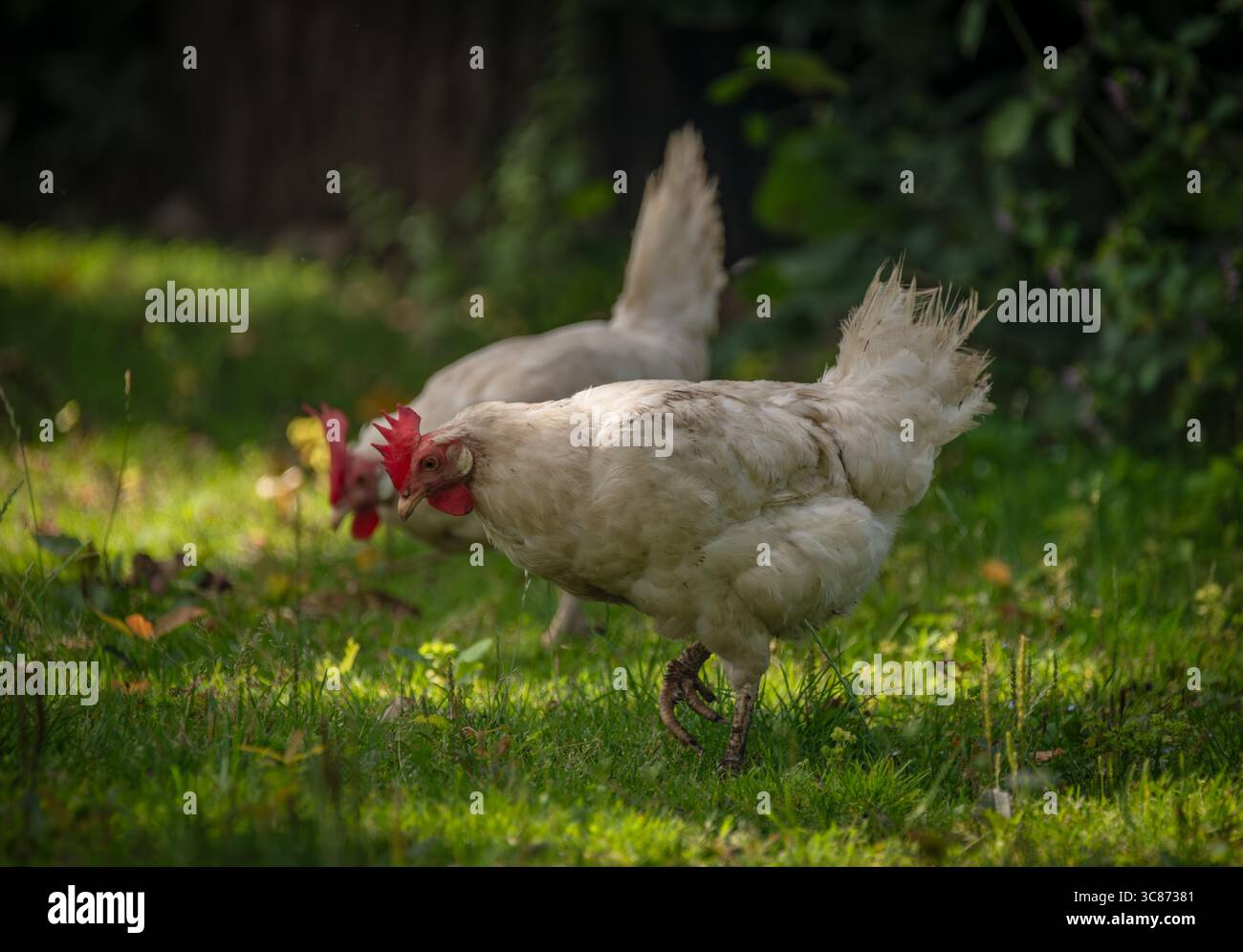 Hens in green grass in hot sunny summer fresh day Stock Photo