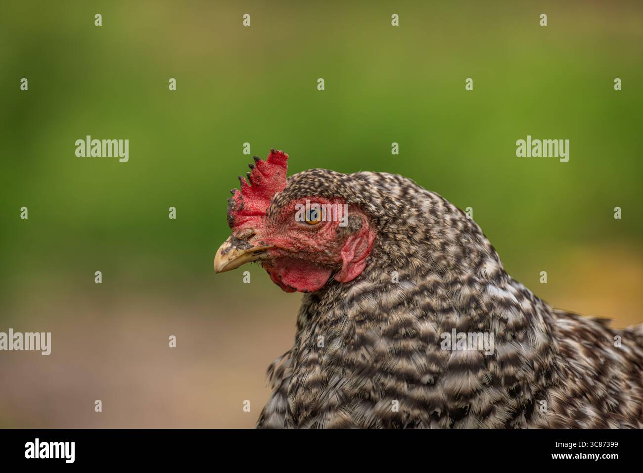 Hens in green grass in hot sunny summer fresh day Stock Photo