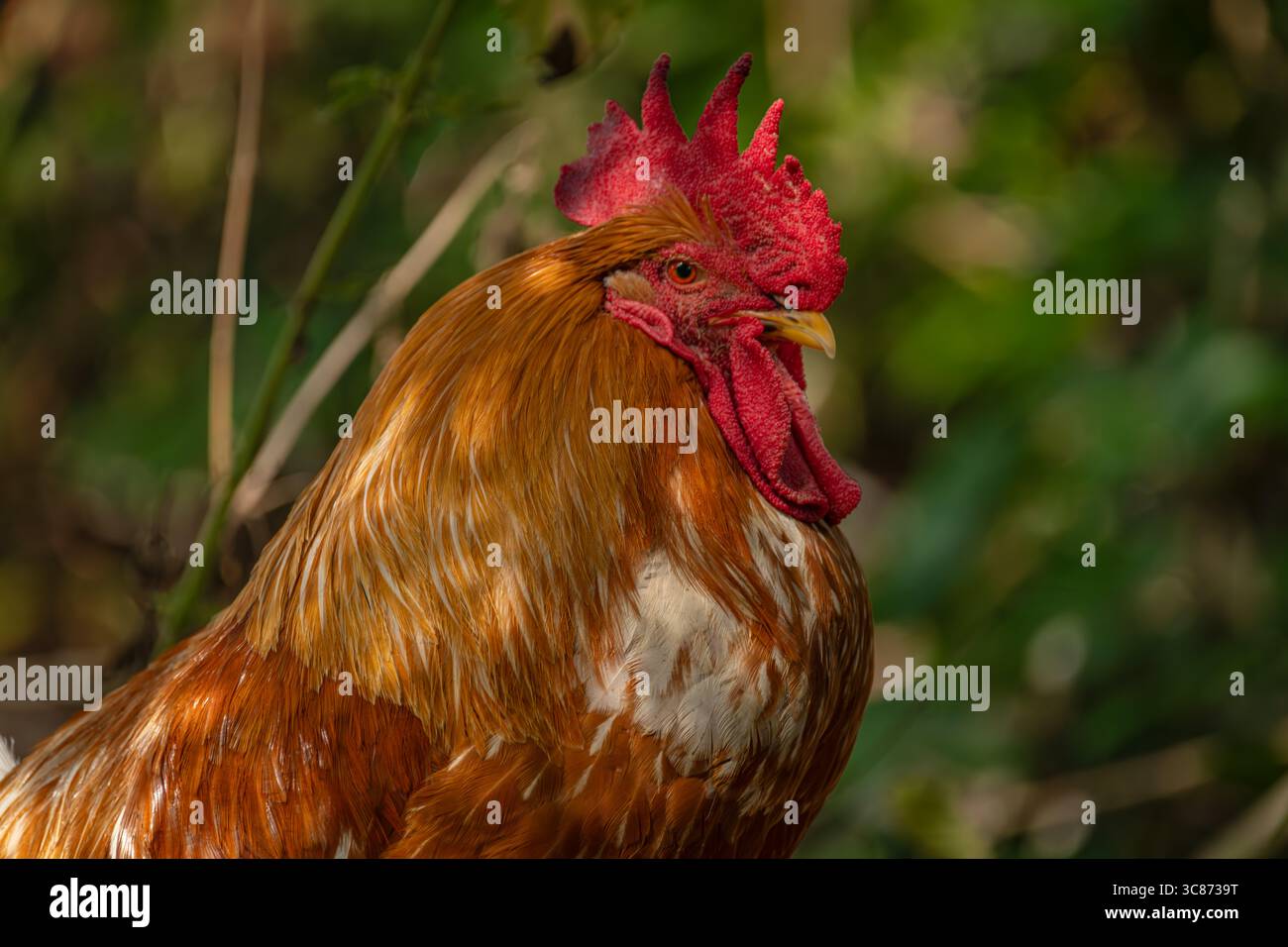 Cock in green grass in hot sunny summer fresh day Stock Photo