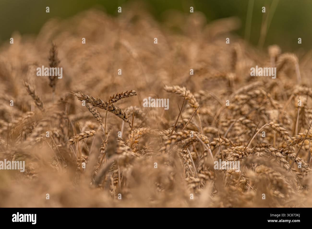 Summer dry ripened grain in hot cloudy day in fields Stock Photo