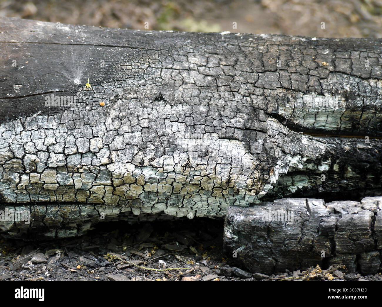A close up of a charred log Stock Photo