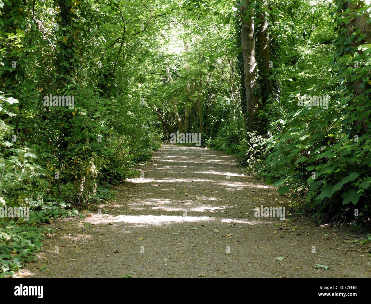 Peaceful woodland trail hi-res stock photography and images - Alamy