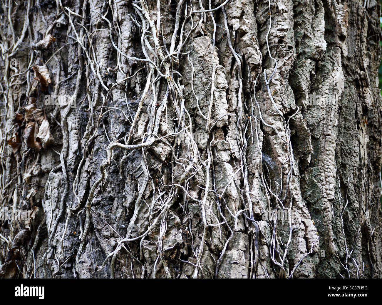 A close up image of Ash tree bark in a forest Stock Photo